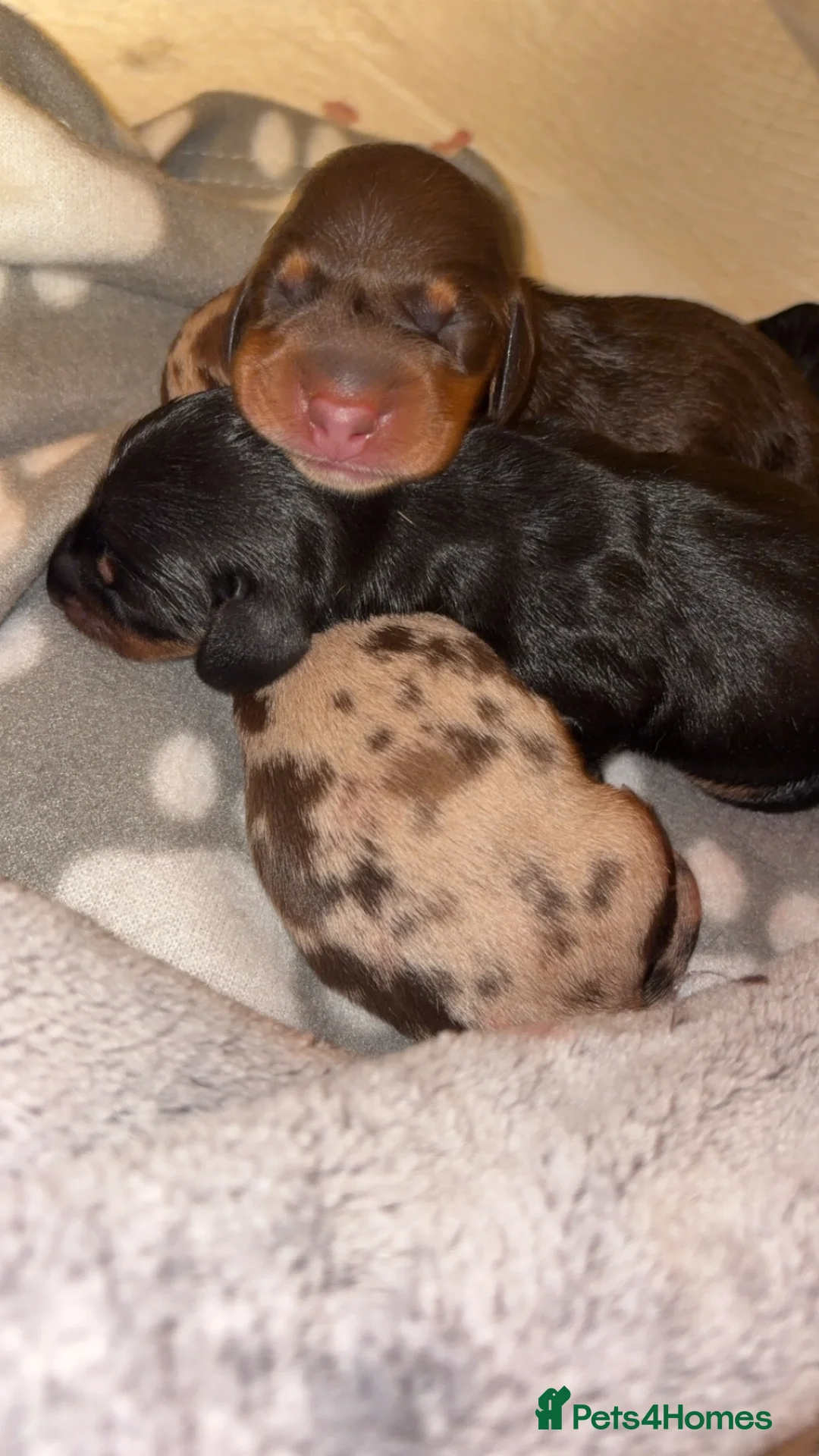 Miniature Dachshund dogs for sale: Miniature Dachshunds  - Advert 2
