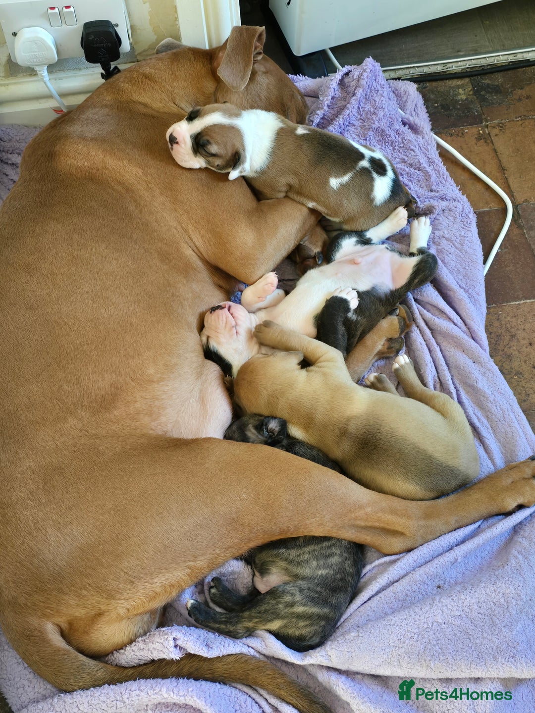 American Bulldog dogs for sale: American bulldog pups for sale - Advert 2
