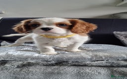 Cavalier King Charles Spaniel dogs for sale: Cavaliers King Charles spaniels - Image 16