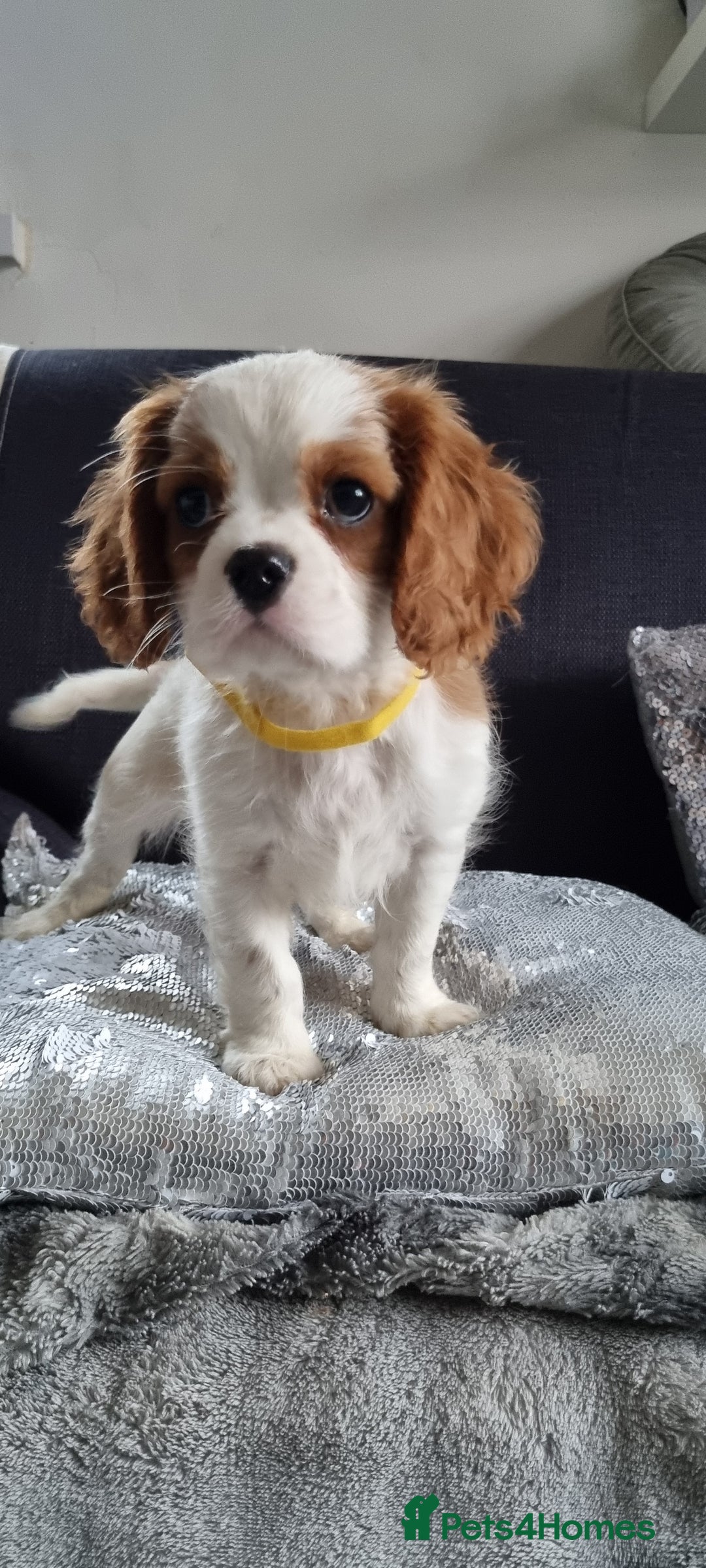 Cavalier King Charles Spaniel dogs for sale: Cavaliers King Charles spaniels - Image 16