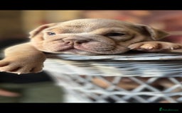 English Bulldog dogs for sale: KC REGISTED TOP BLOODLINE  - Image 7