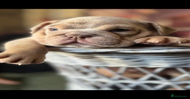 English Bulldog dogs - Advert 2