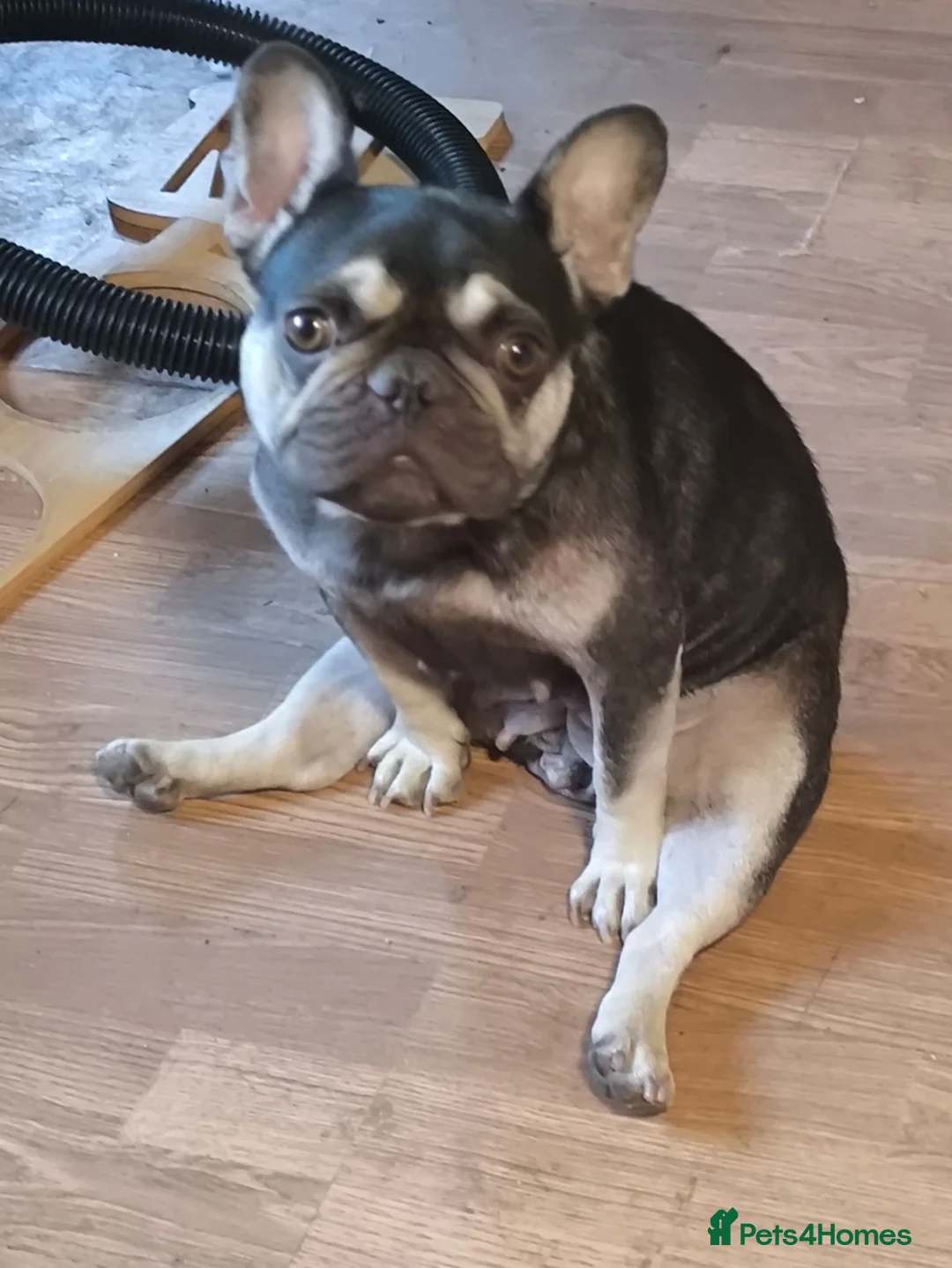 Mixed Breed dogs for sale: French bulldog x English bulldog  - Advert 9