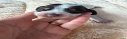 Cocker Spaniel dogs for sale: KC Registered English Cocker Spaniels  - Advert 11