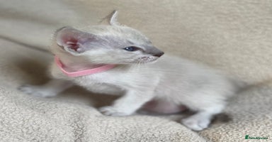 Siamese cats - Advert 6