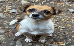 Mixed Breed dogs for adoption: Adorable little Tina needs a forever home  - Advert 1