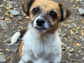 Mixed Breed dogs Adorable little Tina needs a forever home - Advert 1