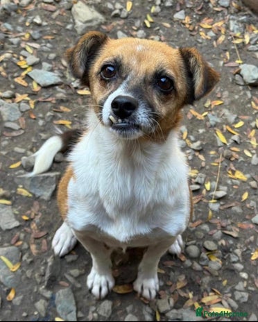 Mixed Breed dogs Adorable little Tina needs a forever home - Advert 1