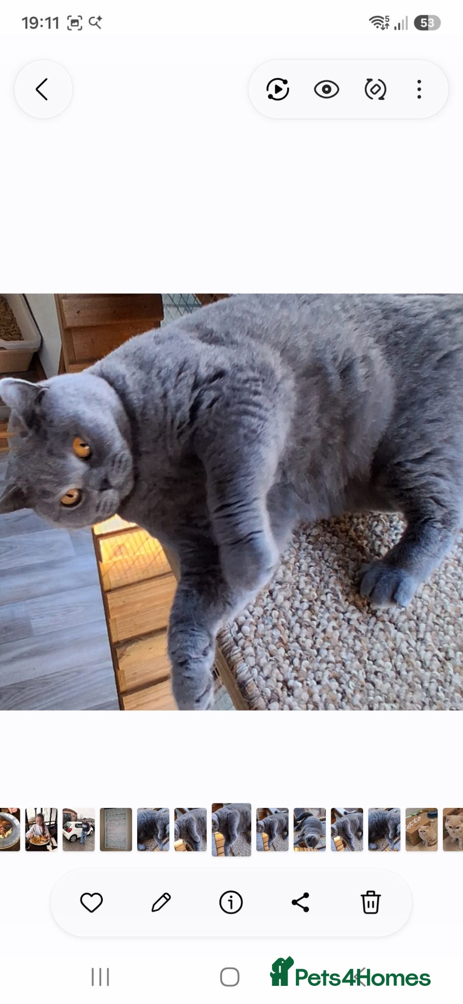 British Shorthair cats Adult British shorthair Female  - Advert 1