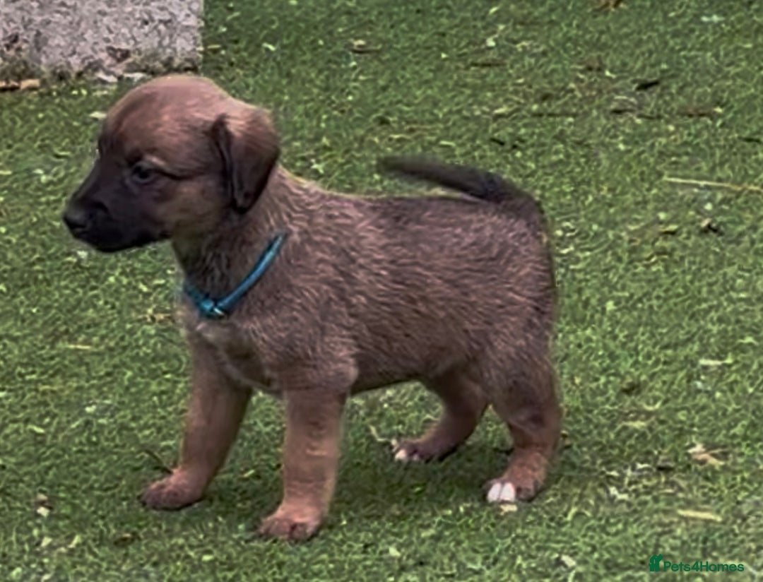 Mixed Breed dogs for sale: F1 Beddy whippets  - Advert 7