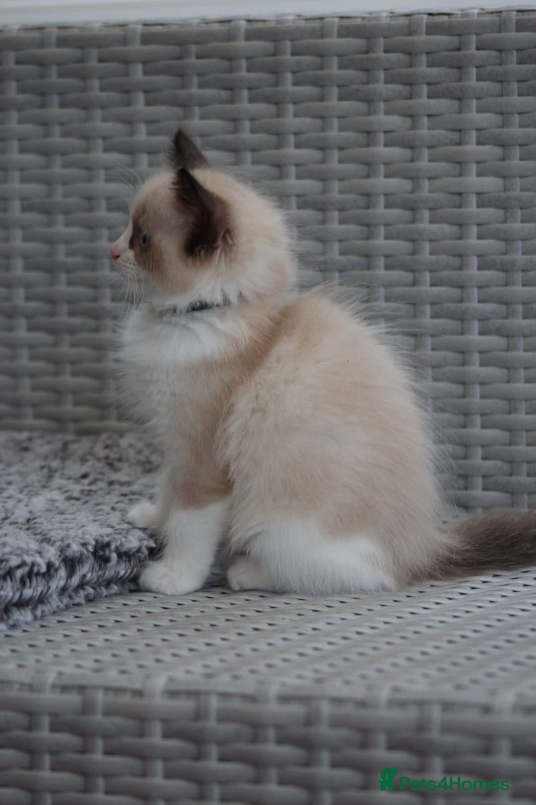 Ragdoll cats for sale: 🐈✨ Tica Registered Ragdoll Kittens in Tamworth - Image 30