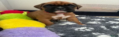 Boxer Puppy 3