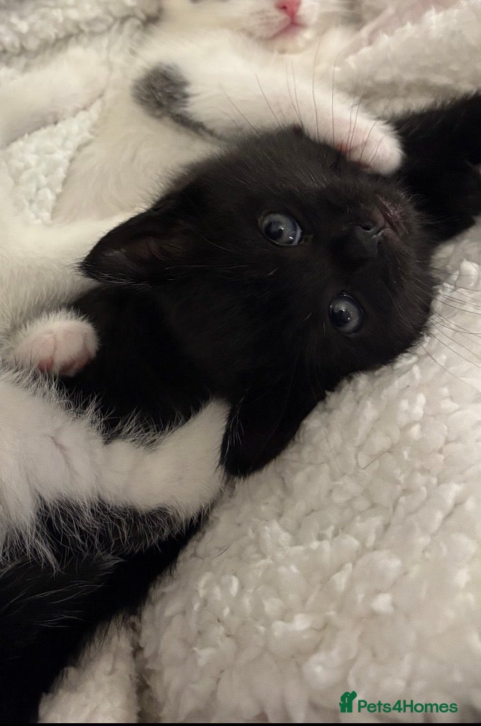Domestic Shorthair cats Beautiful 10 week Kitten - Advert 11