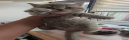 British Shorthair cats for sale: British shorthair kittens - Advert 5