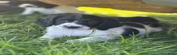 Sprocker dogs for sale: Stunning F1 Sprocker Puppies 5⭐️🏡 - Advert 10