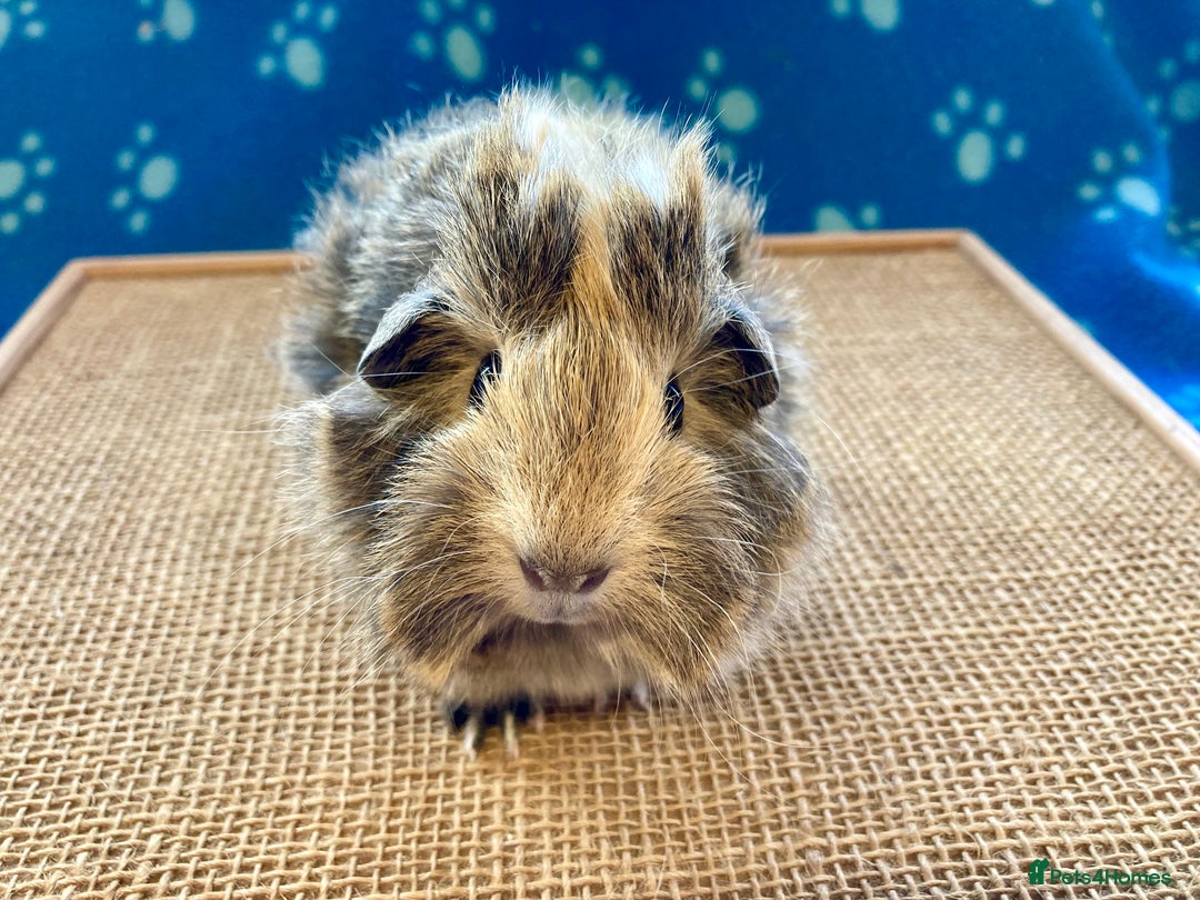 Guinea Pig rodents for sale: Gorgeous baby boy Guinea pigs  - Image 6