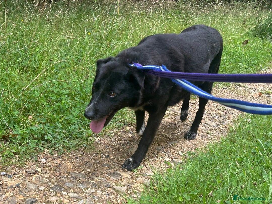 Labrador Retriever dogs for adoption: Pepper - Norwich Norfolk  - Image 11