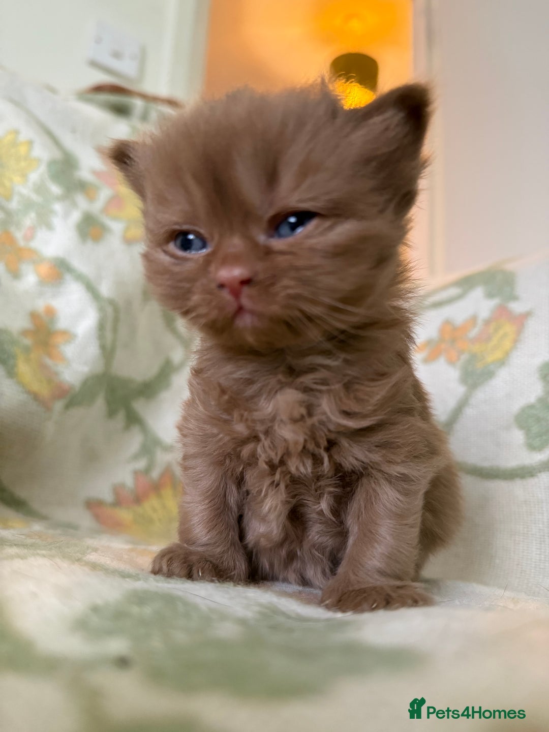 British Shorthair cats for sale: Beautiful GCCF and TICA reg British Shorthair  - Advert 16