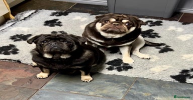 Pug dogs - Advert 11