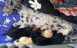 Cavapoo dogs for sale: 1 lonely girl still on the search for her home - Image 11