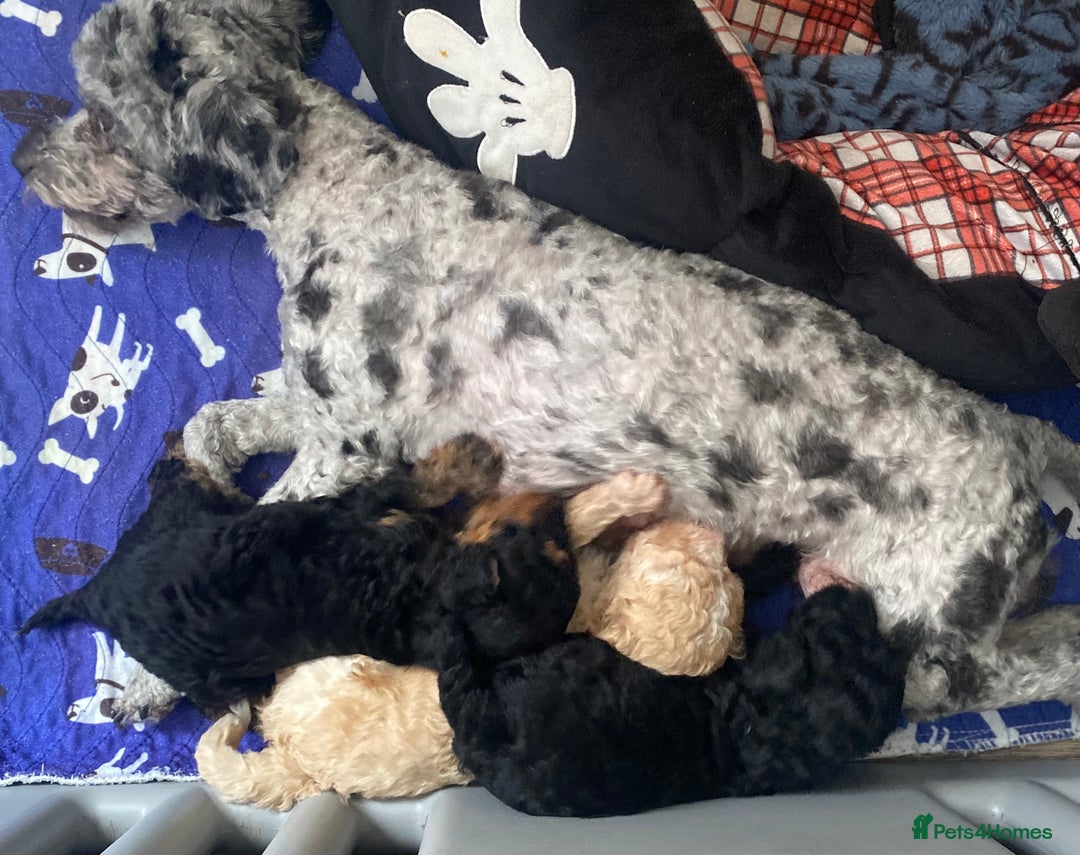 Cavapoo dogs for sale: 1 lonely girl still on the search for her home - Image 11