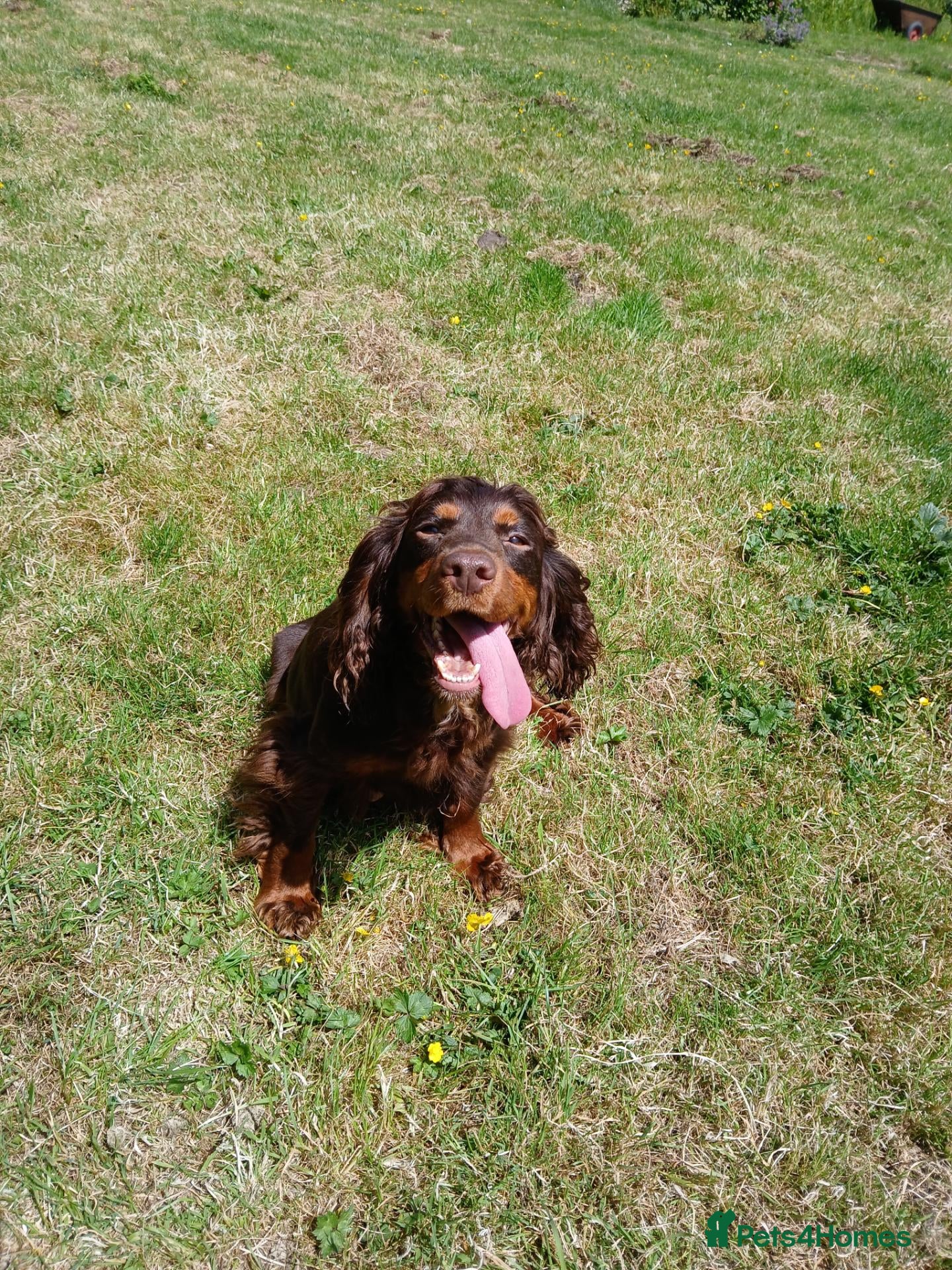 Cocker Spaniel dogs Quality Working Cocker Dog Pups - Advert 1