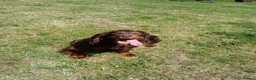 Cocker Spaniel dogs for sale: Quality Working Cocker Dog Pups - Advert 1