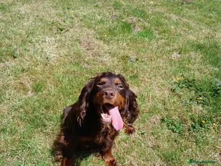 Cocker Spaniel dogs Quality Working Cocker Dog Pups - Advert 1