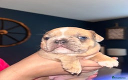 Mixed Breed dogs for sale: French Pom - Image 11