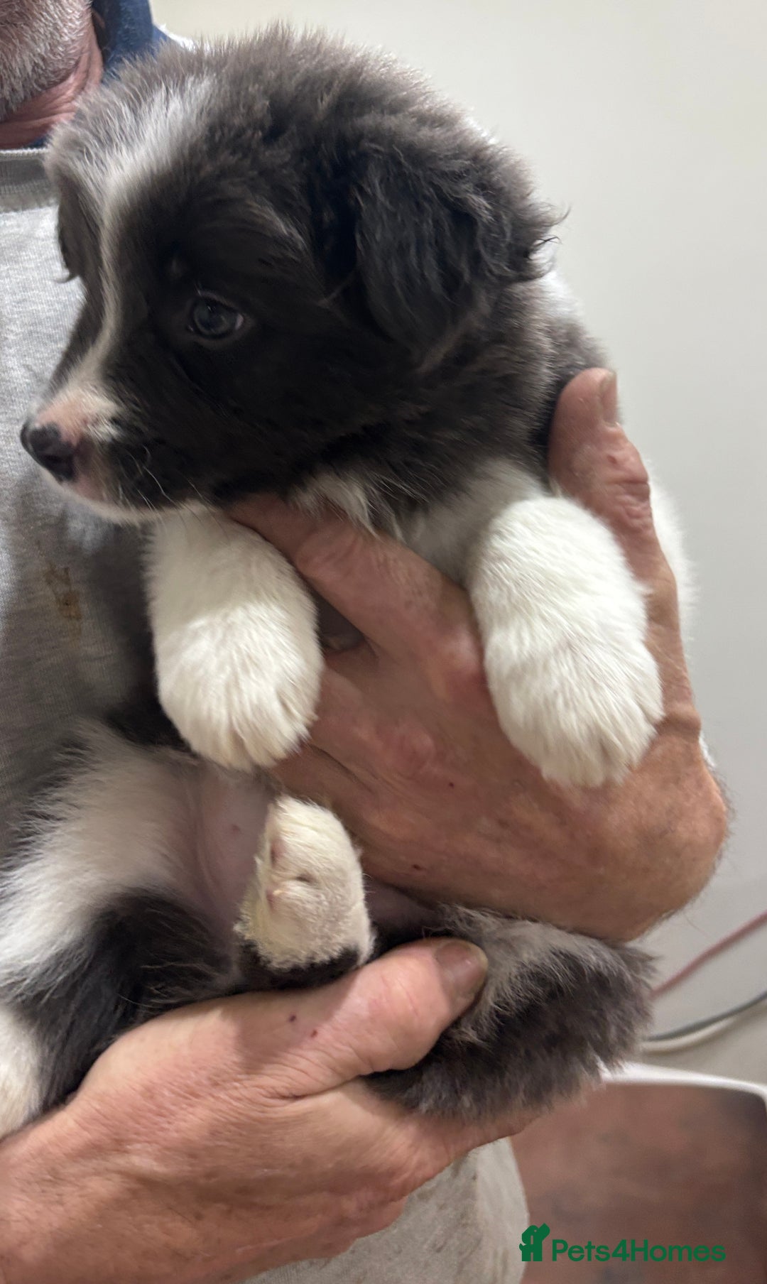 Border Collie dogs for sale:  One Blue & White Boy Available - Advert 3