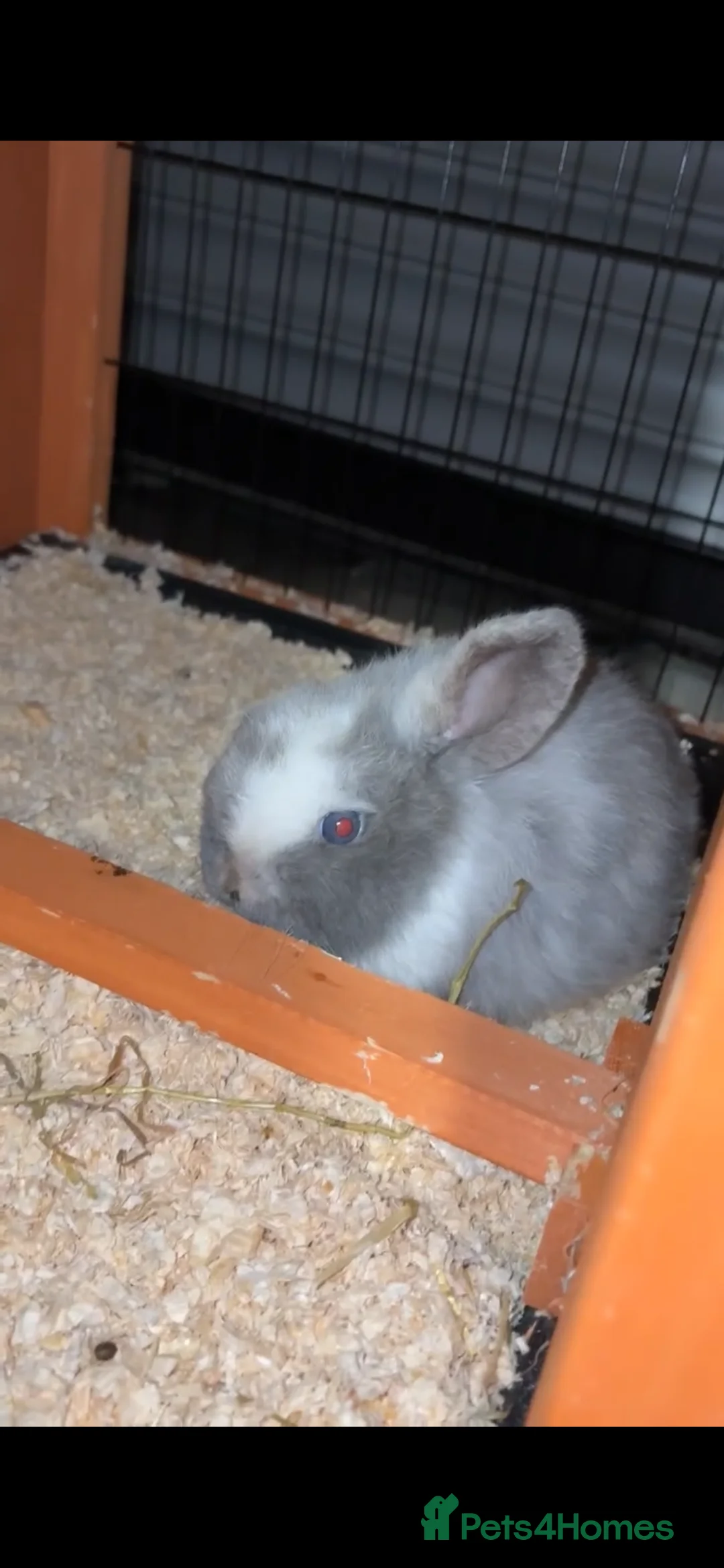 Mini Lop rabbits for sale: Beautiful male mini lop  - Advert 1