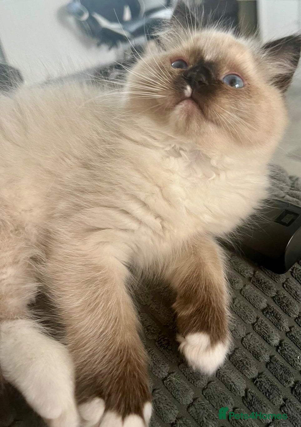 Ragdoll cats 4 full pedigree ragdoll kittens  - Advert 3