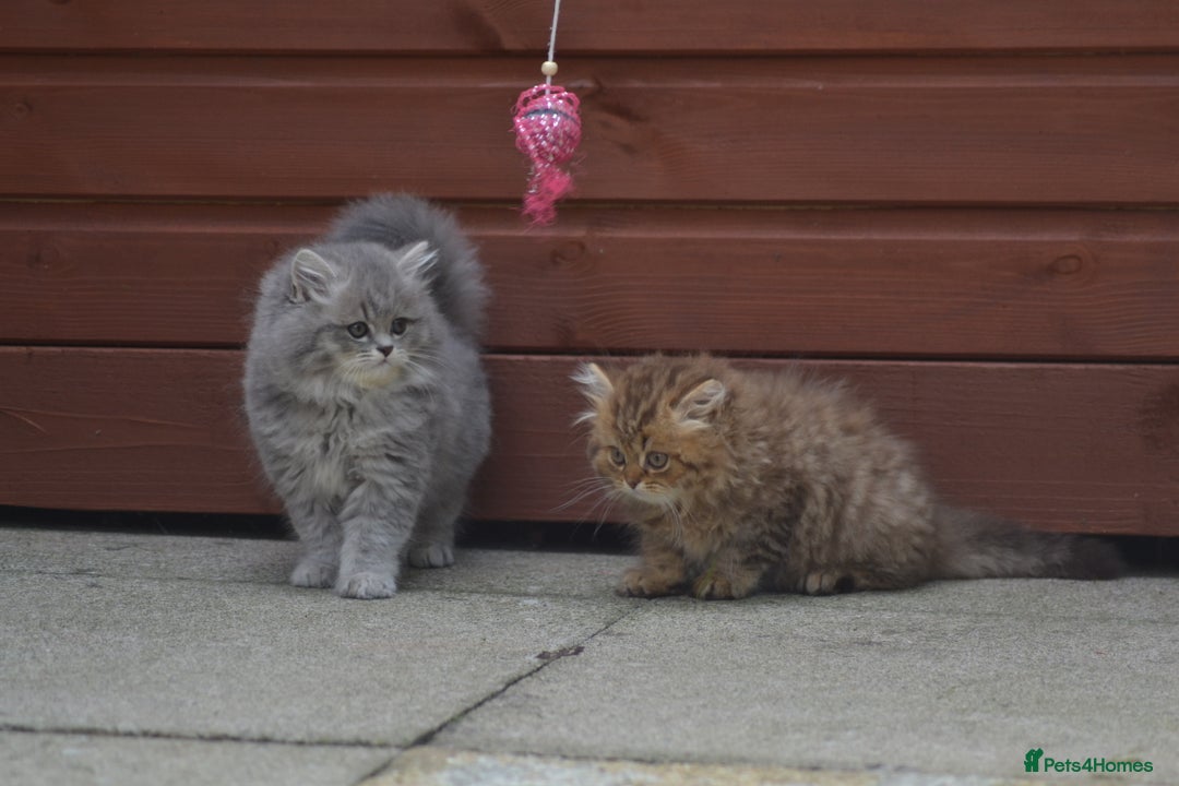 British Longhair cats for sale: TICA British Longhair Kittens  - Image 3