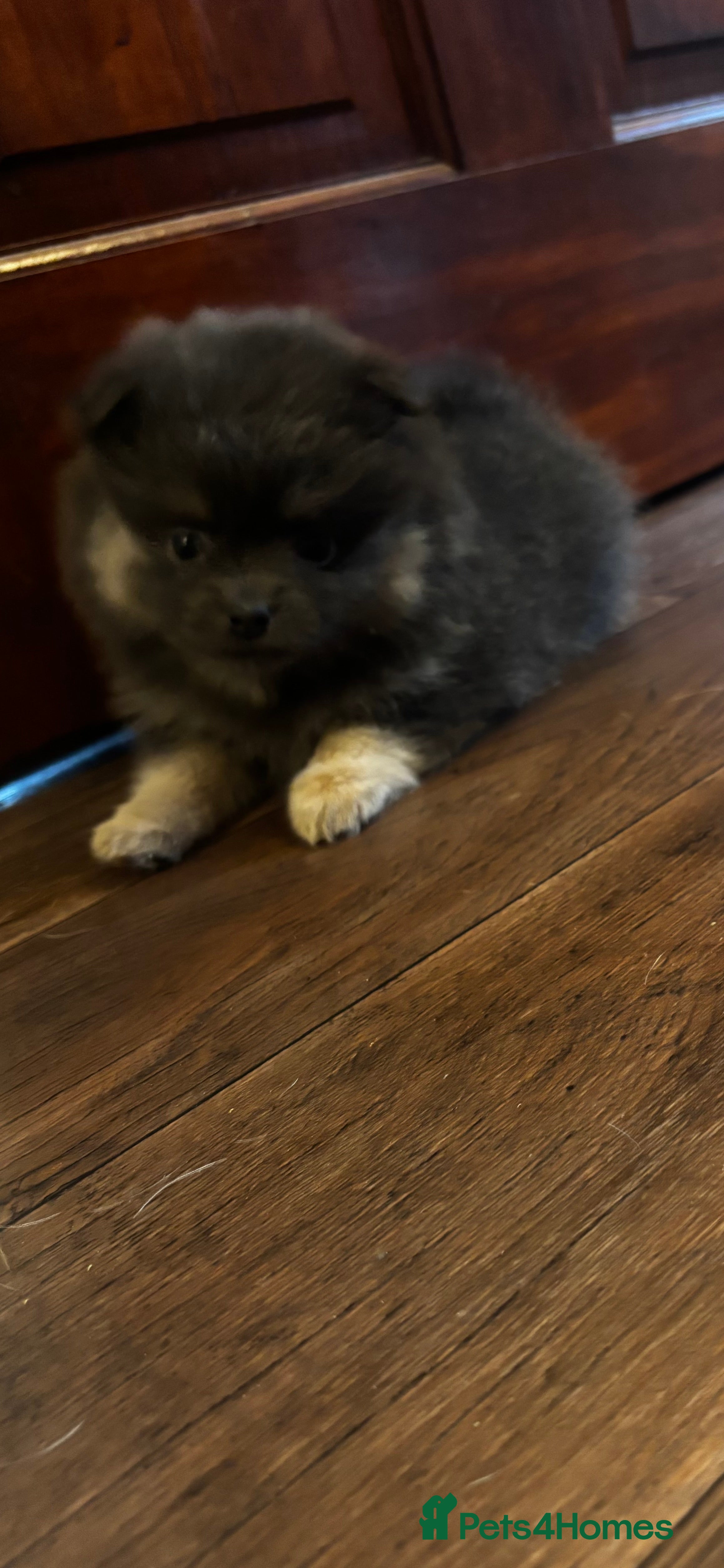 Pomeranian dogs Last Blue KC Puppy Available!  - Advert 1