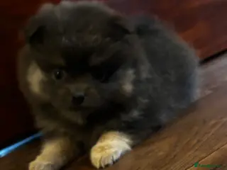 Pomeranian dogs Last Blue KC Puppy Available! - Advert 1