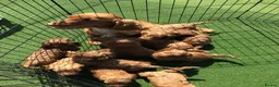 Cockapoo dogs for sale: Beautiful f2 cockapoo puppies - Advert 2