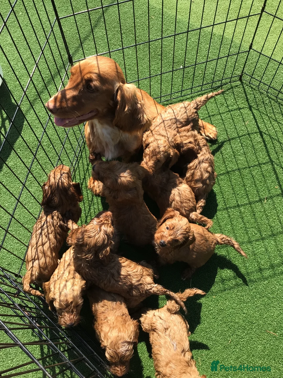 Cockapoo dogs for sale: Beautiful f2 cockapoo puppies - Advert 2
