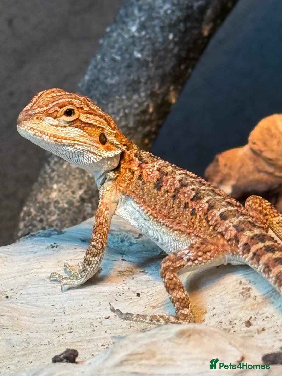 Bearded Dragon reptiles for sale: Bearded Dragons juvenile  - Advert 13