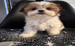 Shih Tzu dogs for sale: ShihTzu Puppies Ready for Their Forever Homes Soon - Image 13
