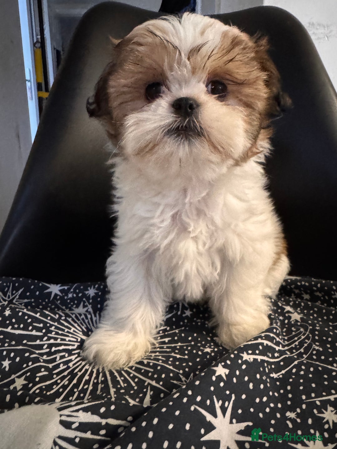 Shih Tzu dogs for sale: ShihTzu Puppies Ready for Their Forever Homes Soon - Image 13
