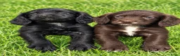 Cocker Spaniel dogs for sale: Cocker puppies  in Taunton - Advert 4