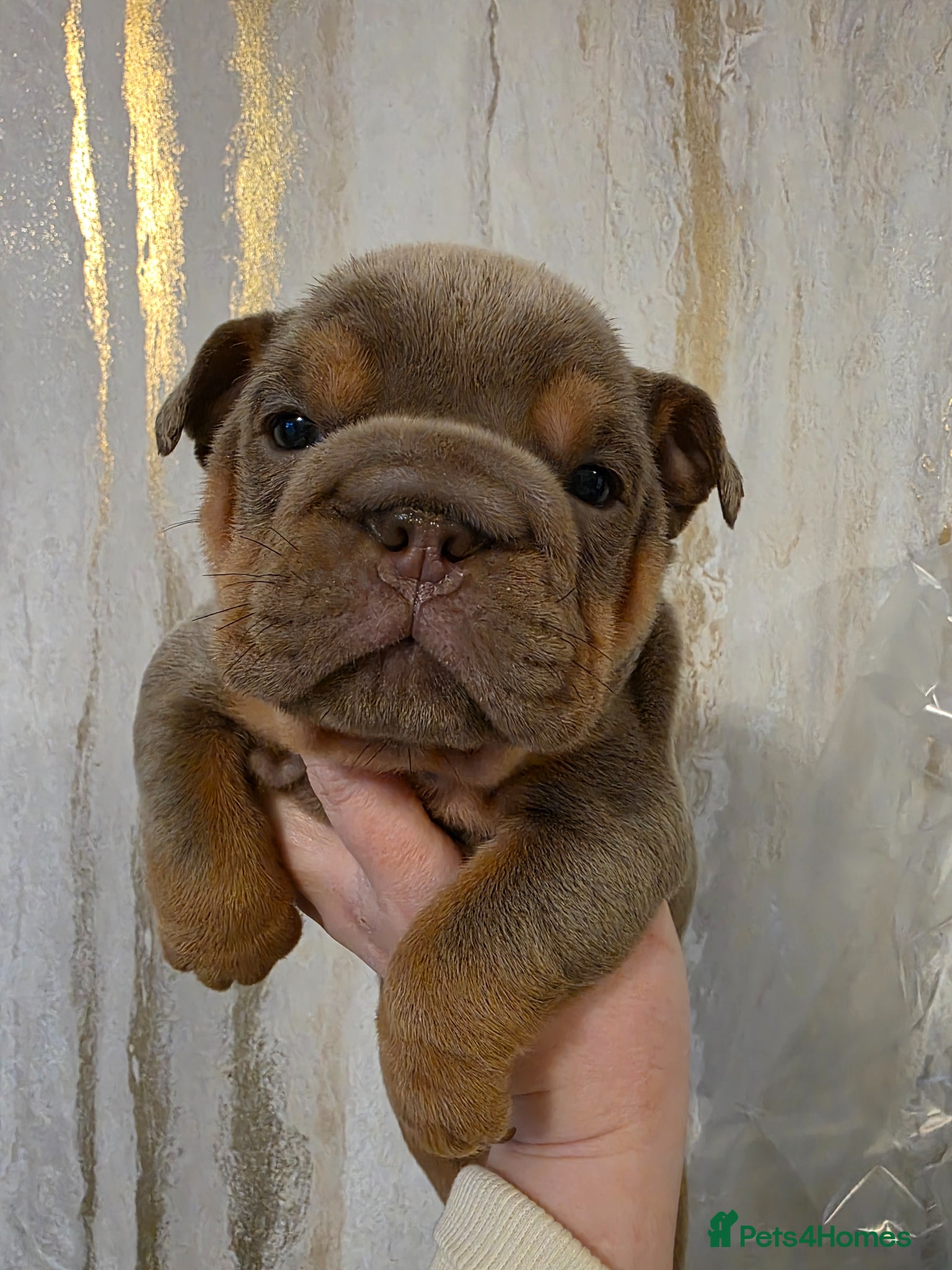 English Bulldog dogs british bulldog pups - Advert 1