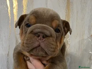 English Bulldog dogs british bulldog pups - Advert 1