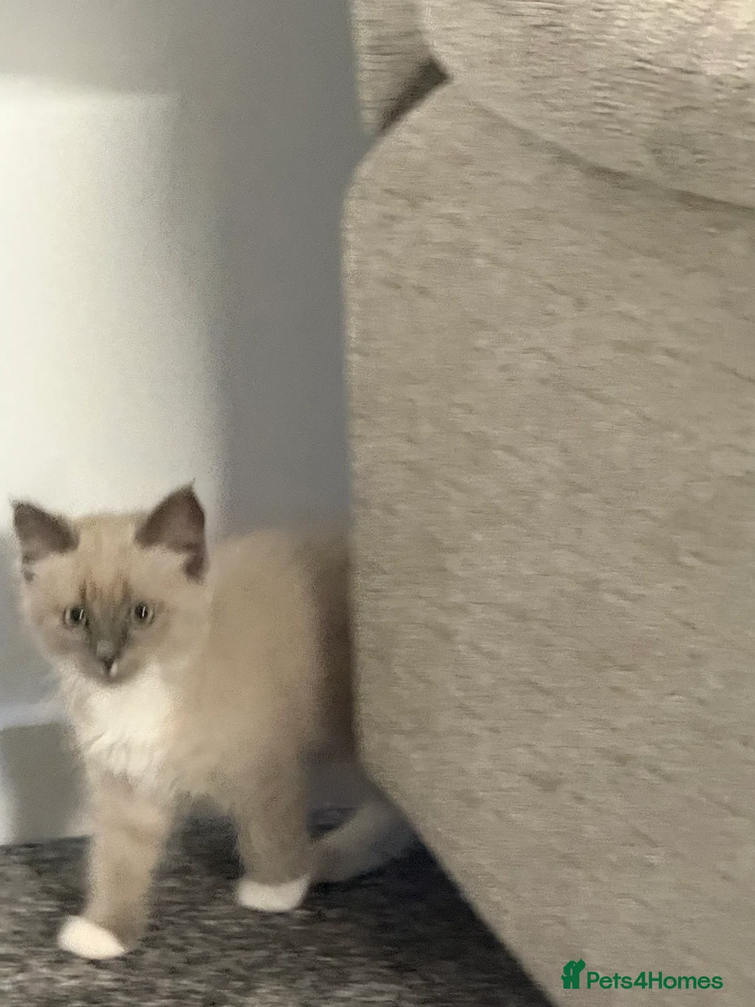 Ragdoll cats for sale: Fully vaccinated, vet checked V cuddly Ragdoll boy - Advert 28