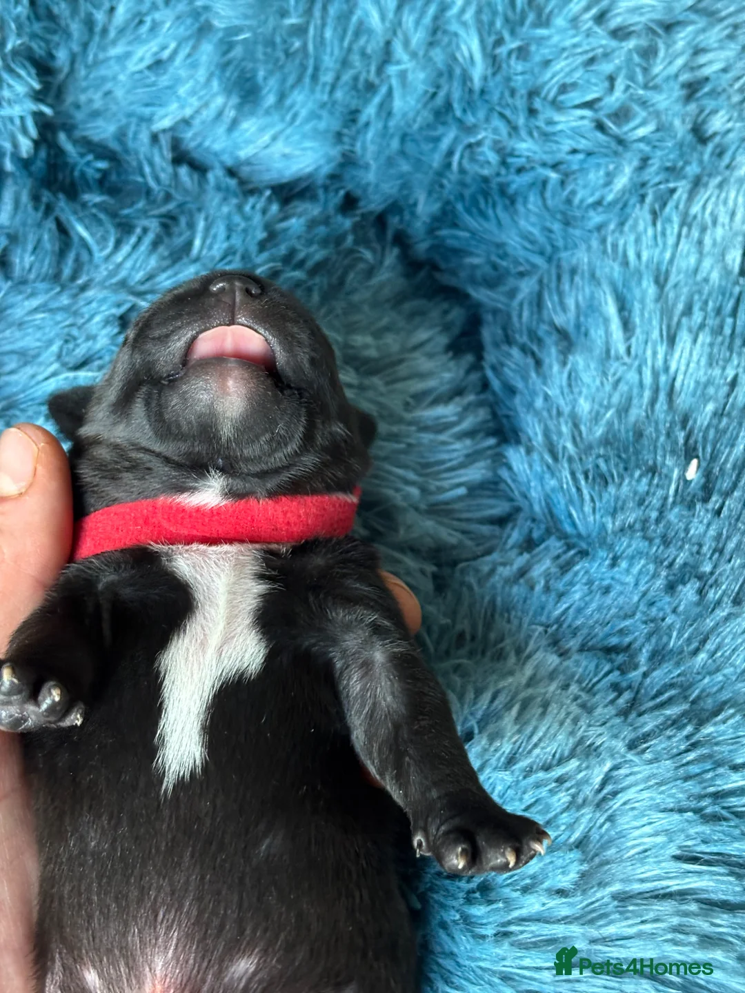 Staffordshire Bull Terrier dogs for sale: Champion blood lines🩸@BULLSCAFF - Advert 15