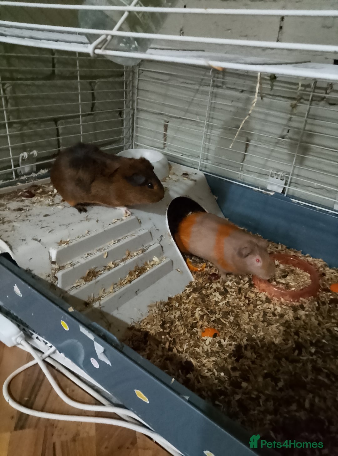 Guinea Pig rodents for sale: Pair of Female Guinea Pigs For Sale - Image 4