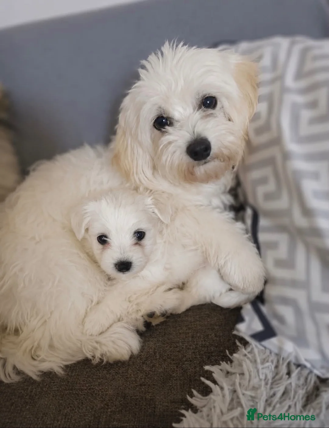 Maltese dogs for sale: Mini Maltese  - Advert 7