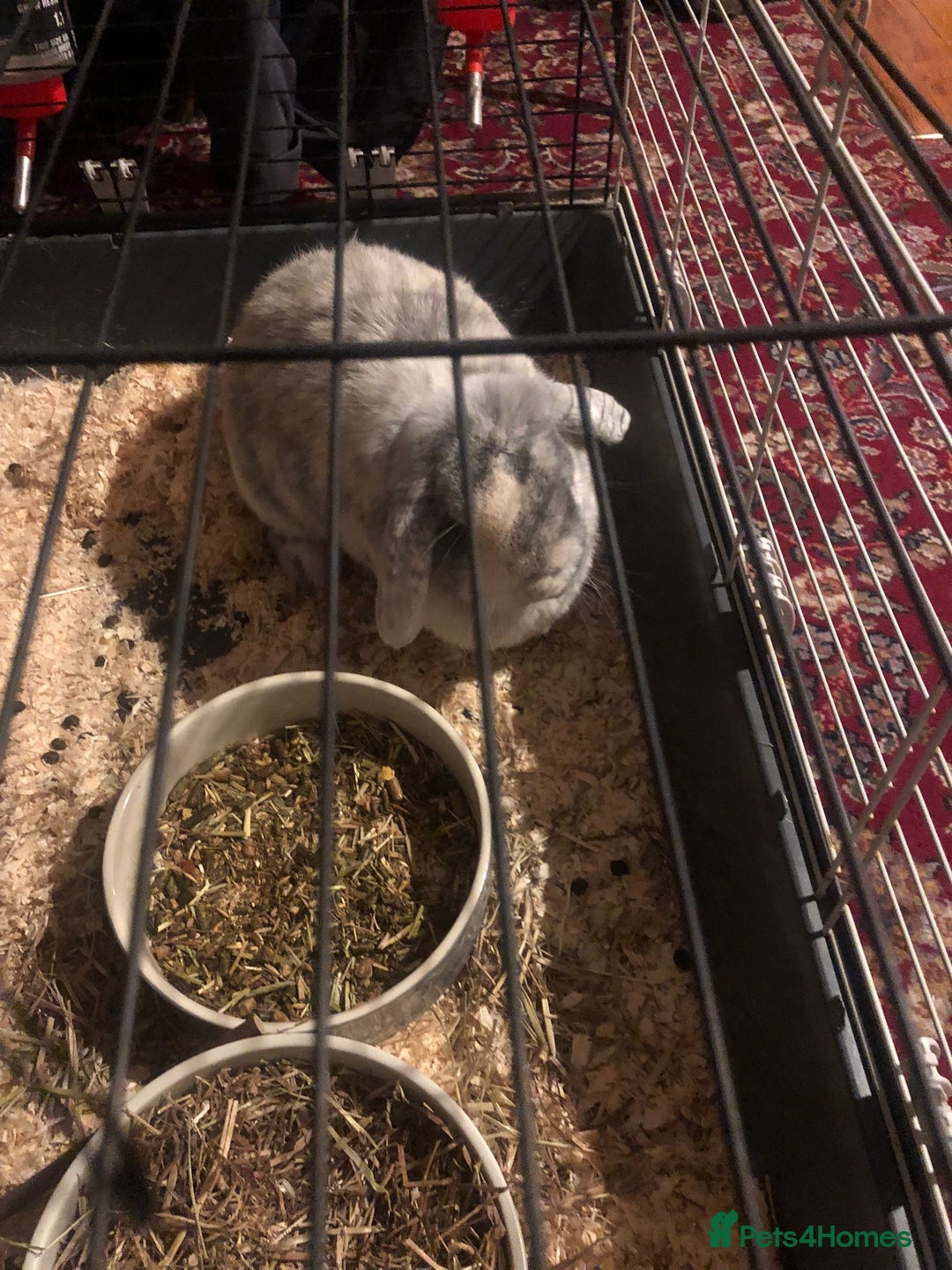Mixed Breed rabbits for sale: Female Rabbit  - Advert 2