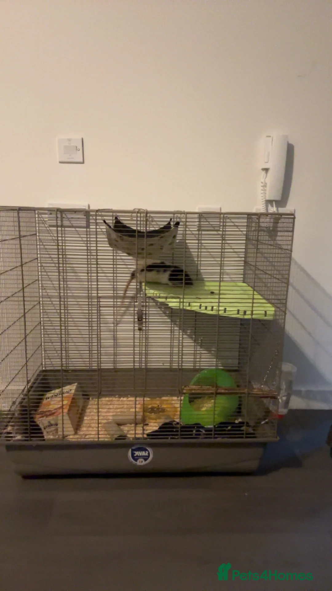 Rat rodents for sale: 2 Male rats - Advert 1