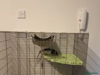 Rat rodents for sale: 2 Male rats - Advert 2